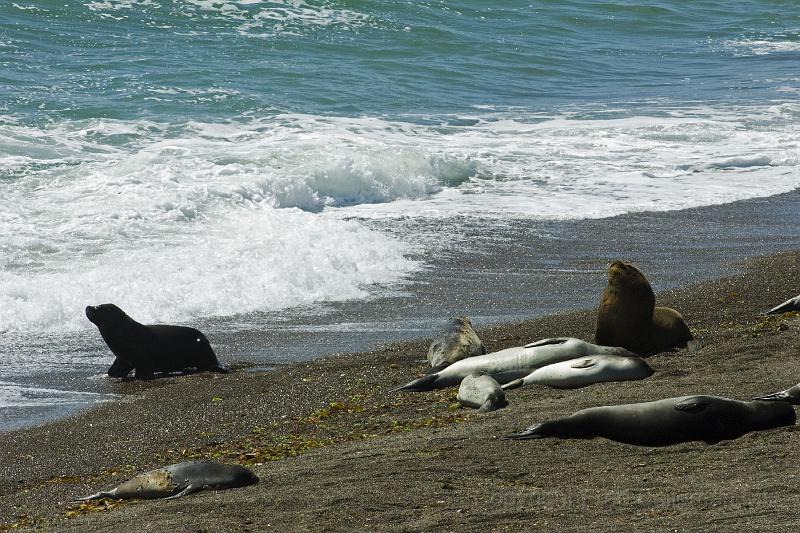 20071209 105313 D2X 4200x2800.jpg - Sea Lions, Puerto Madryn